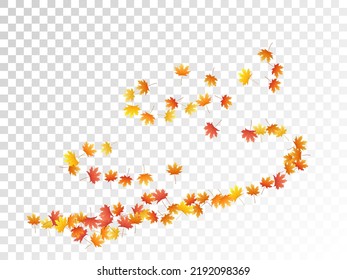 Maple leaves vector, autumn foliage on transparent background. Canadian symbol maple red yellow gold dry autumn leaves. Realistic tree foliage fall season specific background pattern.