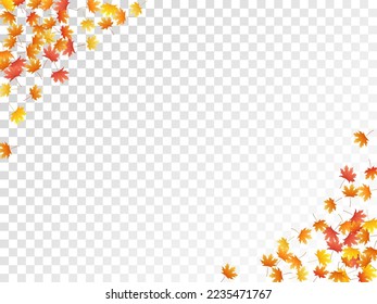 Maple leaves vector, autumn foliage on transparent background. Canadian symbol maple red orange yellow dry autumn leaves. Floral tree foliage october background pattern.
