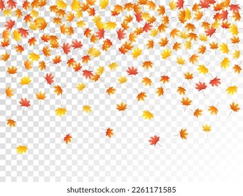 Maple leaves vector, autumn foliage on transparent background. Canadian symbol maple red orange yellow dry autumn leaves. Fantastic tree foliage vector november season specific background.