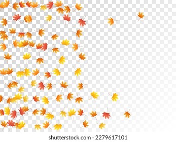 Maple leaves vector, autumn foliage on transparent background. Canadian symbol maple red orange yellow dry autumn leaves. Fantastic tree foliage october season specific background.