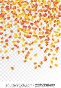 Maple leaves vector, autumn foliage on transparent background. Canadian symbol maple red orange gold dry autumn leaves. Realistic tree foliage vector october season specific background.