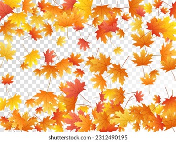 Maple leaves vector, autumn foliage on transparent background. Canadian symbol maple red orange yellow dry autumn leaves. Cool tree foliage november season specific background.