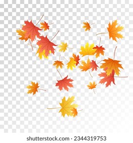 Maple leaves vector, autumn foliage on transparent background. Canadian symbol maple red orange yellow dry autumn leaves. Nice tree foliage vector september seasonal background.