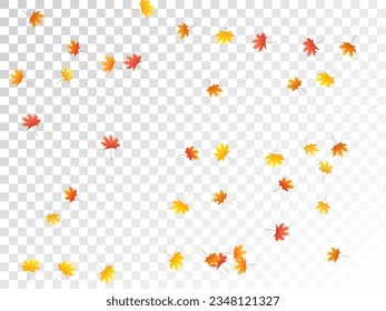 Maple leaves vector, autumn foliage on transparent background. Canadian symbol maple red yellow gold dry autumn leaves. Garden tree foliage october background pattern.