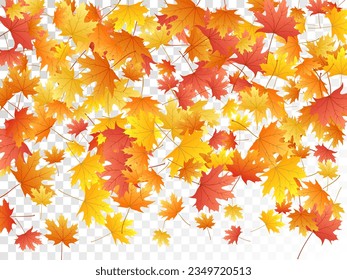 Maple leaves vector, autumn foliage on transparent background. Canadian symbol maple red orange yellow dry autumn leaves. Fantastic tree foliage vector october season specific background.