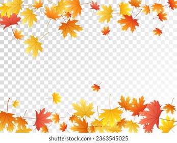 Maple leaves vector, autumn foliage on transparent background. Canadian symbol maple red orange gold dry autumn leaves. Vivid tree foliage november season specific background.