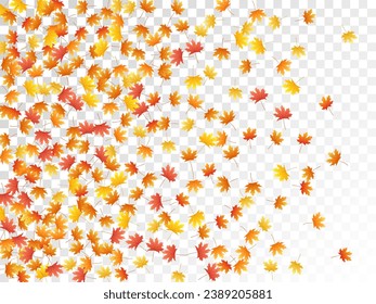 Maple leaves vector, autumn foliage on transparent background. Canadian symbol maple red orange gold dry autumn leaves. Forest tree foliage vector october season specific background.