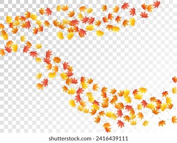 Maple leaves vector, autumn foliage on transparent background. Canadian symbol maple red orange yellow dry autumn leaves. Floral tree foliage october background pattern.