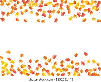 Maple leaves vector background, autumn foliage on white illustration. Canadian symbol maple red orange gold dry autumn leaves. Nice tree foliage fall season specific background.