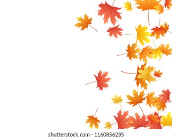 Maple leaves vector background, autumn foliage on white graphic design. Canadian symbol maple red yellow gold dry autumn leaves. Chic tree foliage vector november seasonal background.