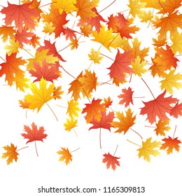 Maple leaves vector background, autumn foliage on white graphic design. Canadian symbol maple red orange gold dry autumn leaves. Nostalgic tree foliage october background pattern.