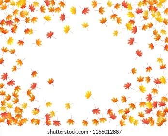 Maple leaves vector background, autumn foliage on white graphic design. Canadian symbol maple red yellow gold dry autumn leaves. Romantic tree foliage november seasonal background pattern.