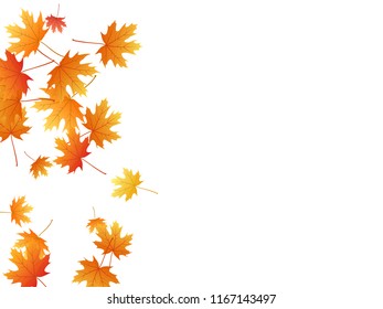 Maple Leaves Vector Background, Autumn Foliage On White Graphic Design. Canadian Symbol Maple Red Yellow Gold Dry Autumn Leaves. Realistic Tree Foliage Vector Fall Season Specific Background.