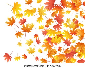 Maple leaves vector background, autumn foliage on white graphic design. Canadian symbol maple red yellow gold dry autumn leaves. Natural tree foliage vector october seasonal background.