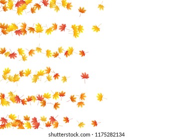 Maple leaves vector background, autumn foliage on white graphic design. Canadian symbol maple red orange yellow dry autumn leaves. Nice tree foliage fall season specific background graphics.