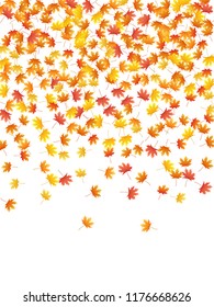 Maple leaves vector background, autumn foliage on white graphic design. Canadian symbol maple red orange gold dry autumn leaves. Abstract tree foliage november seasonal background pattern.