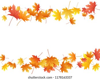 Maple leaves vector background, autumn foliage on white graphic design. Canadian symbol maple red yellow gold dry autumn leaves. Abstract tree foliage november seasonal background.