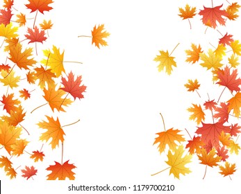 Maple leaves vector background, autumn foliage on white graphic design. Canadian symbol maple red yellow gold dry autumn leaves. Botanical tree foliage vector october season specific background.