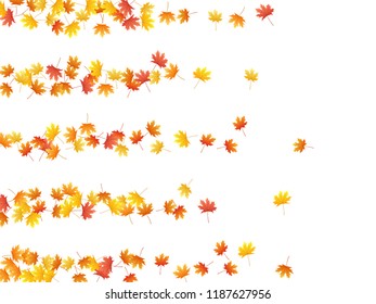 Maple leaves vector background, autumn foliage on white graphic design. Canadian symbol maple red yellow gold dry autumn leaves. Beautiful tree foliage october season specific background.