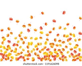 Maple leaves vector background, autumn foliage on white graphic design. Canadian symbol maple red orange yellow dry autumn leaves. Isolated tree foliage vector fall season specific background.
