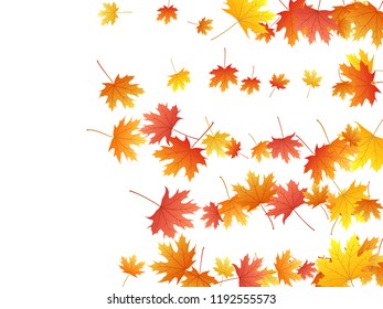 Maple leaves vector background, autumn foliage on white illustration. Canadian symbol maple red orange gold dry autumn leaves. Natural tree foliage vector september seasonal background.