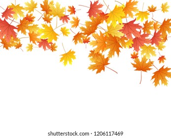 Maple leaves vector background, autumn foliage on white illustration. Canadian symbol maple red orange yellow dry autumn leaves. Nice tree foliage october season specific background.