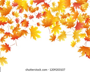 Maple leaves vector background, autumn foliage on white illustration. Canadian symbol maple red orange gold dry autumn leaves. Forest tree foliage vector october season specific background.