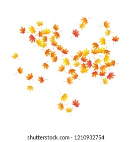 Maple leaves vector background, autumn foliage on white graphic design. Canadian symbol maple red yellow gold dry autumn leaves. Realistic tree foliage october background pattern.