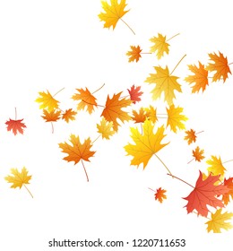Maple leaves vector background, autumn foliage on white graphic design. Canadian symbol maple red yellow gold dry autumn leaves. Falling tree foliage vector september seasonal background.