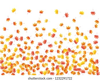 Maple leaves vector background, autumn foliage on white illustration. Canadian symbol maple red orange gold dry autumn leaves. Elegant tree foliage vector fall season specific background.