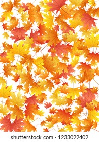 Maple leaves vector background, autumn foliage on white graphic design. Canadian symbol maple red orange gold dry autumn leaves. Nostalgic tree foliage vector october season specific background.