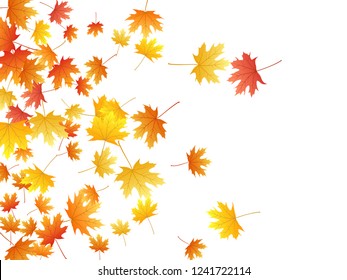 Maple leaves vector background, autumn foliage on white graphic design. Canadian symbol maple red orange yellow dry autumn leaves. Isolated tree foliage october background pattern.