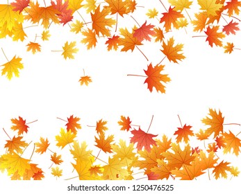 Maple leaves vector background, autumn foliage on white illustration. Canadian symbol maple red orange gold dry autumn leaves. Botanical tree foliage vector september seasonal background.