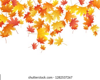 Maple leaves vector background, autumn foliage on white illustration. Canadian symbol maple red yellow gold dry autumn leaves. Falling tree foliage october background pattern.
