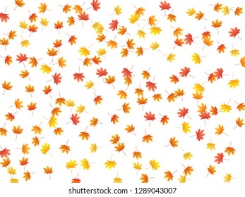 Maple leaves vector background, autumn foliage on white illustration. Canadian symbol maple red orange yellow dry autumn leaves. Abstract tree foliage fall season specific background.