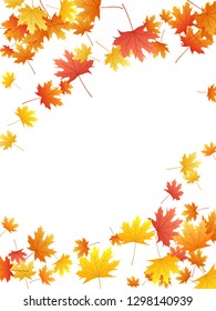 Maple leaves vector background, autumn foliage on white graphic design. Canadian symbol maple red orange yellow dry autumn leaves. Biological tree foliage fall season specific background.