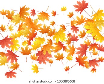 Maple leaves vector background, autumn foliage on white graphic design. Canadian symbol maple red orange yellow dry autumn leaves. Chic tree foliage vector september season specific background.