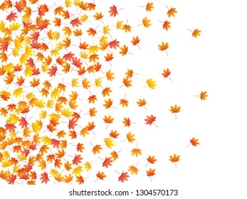 Maple leaves vector background, autumn foliage on white graphic design. Canadian symbol maple red orange yellow dry autumn leaves. Bright tree foliage october background pattern.