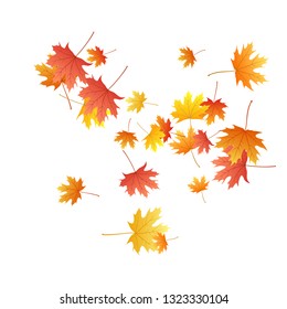 Maple leaves vector background, autumn foliage on white graphic design. Canadian symbol maple red yellow gold dry autumn leaves. Cool tree foliage fall season specific background graphics.