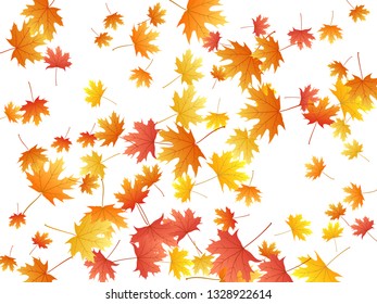 Maple leaves vector background, autumn foliage on white graphic design. Canadian symbol maple red orange gold dry autumn leaves. Forest tree foliage fall season specific background graphics.