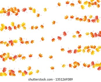 Maple leaves vector background, autumn foliage on white graphic design. Canadian symbol maple red orange yellow dry autumn leaves. Snazzy tree foliage vector fall season specific background.