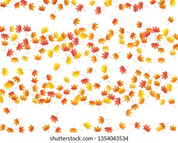 Maple leaves vector background, autumn foliage on white graphic design. Canadian symbol maple red orange yellow dry autumn leaves. Botanical tree foliage fall season specific background pattern.