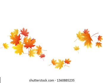 Maple leaves vector background, autumn foliage on white illustration. Canadian symbol maple red orange gold dry autumn leaves. Botanical tree foliage fall seasonal background pattern.