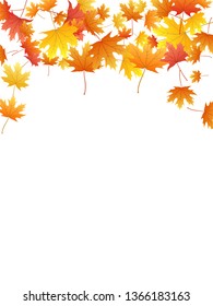 Maple leaves vector background, autumn foliage on white illustration. Canadian symbol maple red orange gold dry autumn leaves. Snazzy tree foliage november seasonal background pattern.