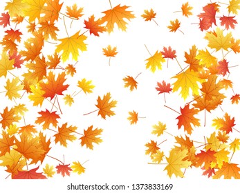 Maple leaves vector background, autumn foliage on white illustration. Canadian symbol maple red orange gold dry autumn leaves. 