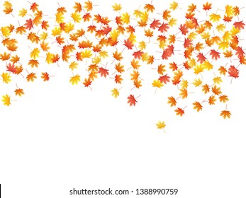 Maple leaves vector background, autumn foliage on white illustration. Canadian symbol maple red orange gold dry autumn leaves. Romantic tree foliage vector october seasonal background.