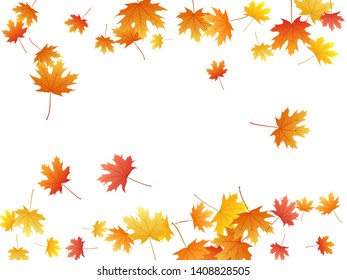 Maple leaves vector background, autumn foliage on white illustration. Canadian symbol maple red yellow gold dry autumn leaves. Forest tree foliage vector october seasonal background.