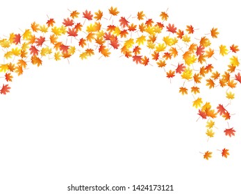 Maple leaves vector background, autumn foliage on white graphic design. Canadian symbol maple red orange yellow dry autumn leaves. Stylish tree foliage vector october season specific background.