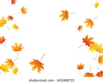 Maple leaves vector background, autumn foliage on white illustration. Canadian symbol maple red orange yellow dry autumn leaves. Nice tree foliage october season specific background.