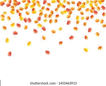 Maple leaves vector background, autumn foliage on white graphic design. Canadian symbol maple red orange gold dry autumn leaves. Natural tree foliage vector september season specific background.